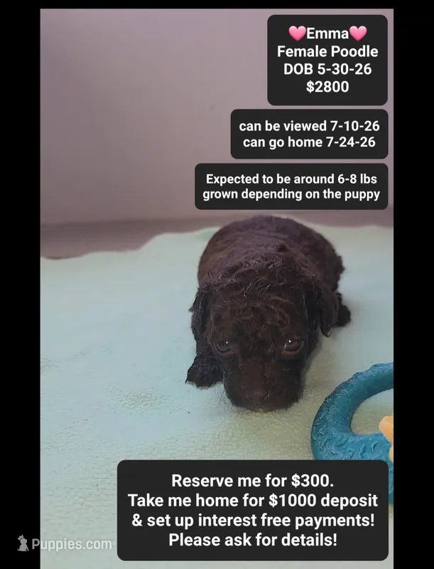Emma – Poodle - Toy  puppy for sale in Tucson, AZ