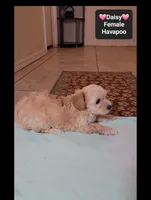Daisy*1000 take home, a female Havanese and Poodle - Toy  for sale in Tucson, AZ – 2 of 3