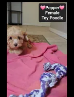 Pepper*900 take home, a female Poodle - Toy  for sale in Tucson, AZ – 2 of 3
