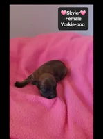 Skyler*1000 take home, a female Yorkshire Terrier and Poodle - Toy  for sale in Tucson, AZ – 3 of 3