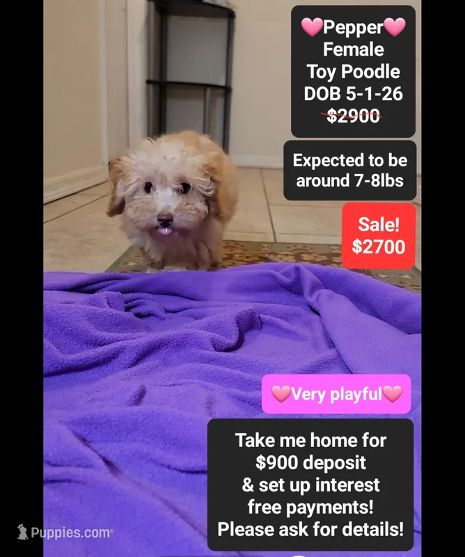 Pepper*900 take home – Poodle - Toy  puppy for sale in Tucson, AZ