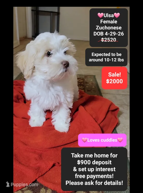 Ulsa*900 take home – Havanese, Shichon puppy for sale in Tucson, AZ