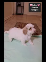 Dallas*1000 take home, a female Havanese and Poodle - Toy  for sale in Tucson, AZ – 2 of 3
