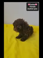 Zeilda*1000 take home, a female Poodle - Toy  and Shichon for sale in Tucson, AZ – 3 of 3