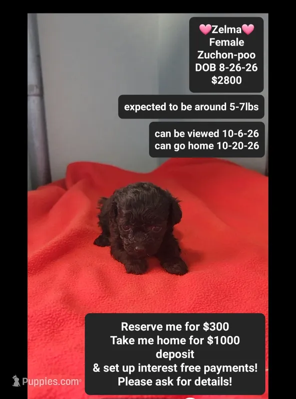 Zelma*1000 take home – Poodle - Toy , Shichon puppy for sale in Tucson, AZ