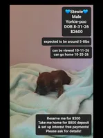 Stewie*800 take home, a male Yorkshire Terrier and Poodle - Toy  for sale in Tucson, AZ – 1 of 3