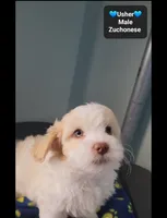 Usher, a male Havanese and Shichon for sale in Tucson, AZ – 3 of 3