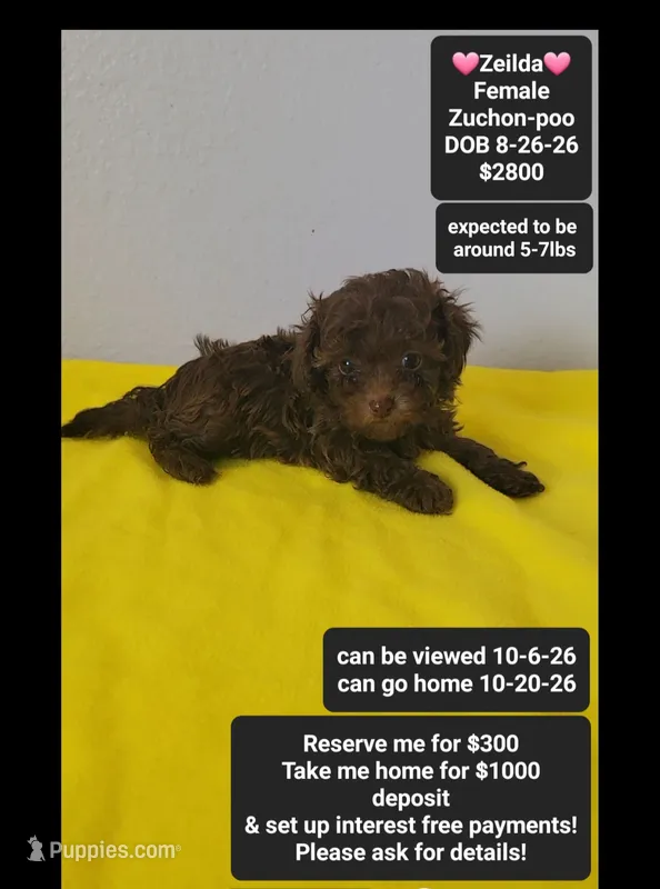 Zeilda*1000 take home – Poodle - Toy , Shichon puppy for sale in Tucson, AZ