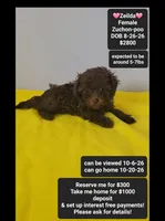 Zeilda*1000 take home, a female Poodle - Toy  and Shichon for sale in Tucson, AZ – 1 of 3