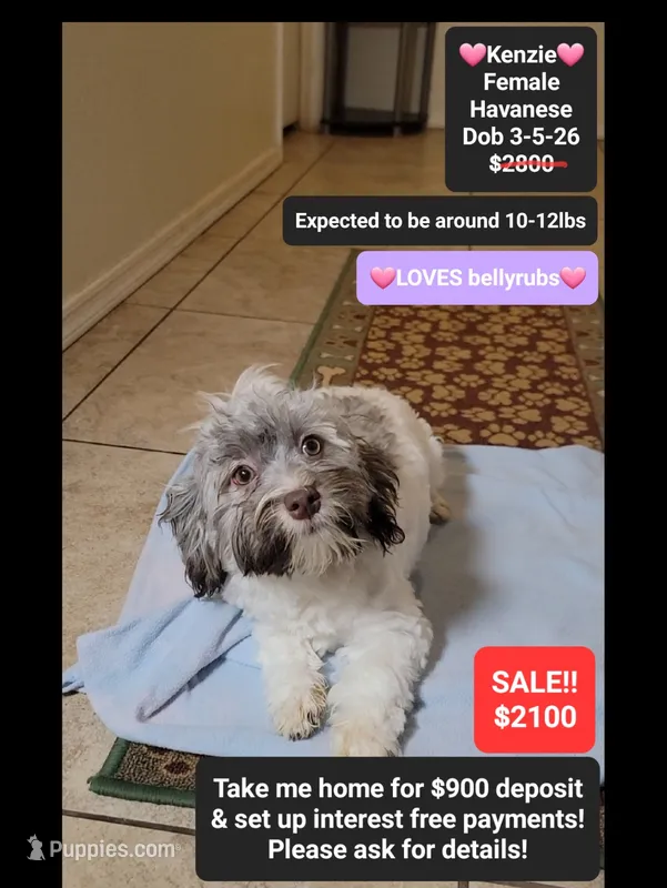 Kenzie*900 take home – Havanese puppy for sale in Tucson, AZ