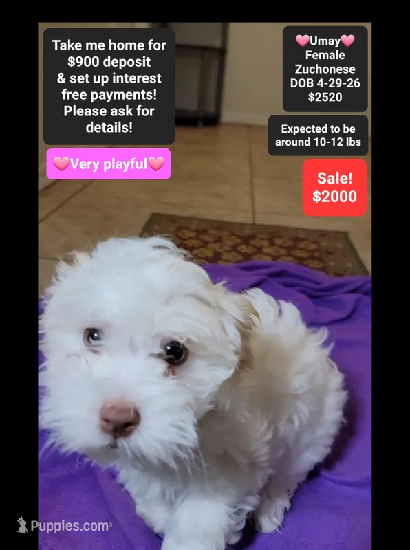 Umay*900 take home – Havanese, Shichon puppy for sale in Tucson, AZ