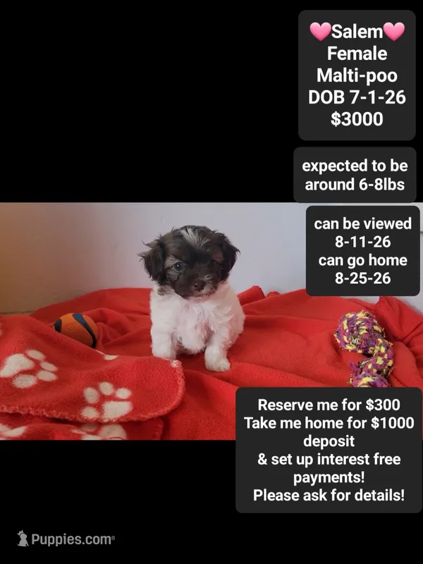 Salem*1000 take home – Maltipoo puppy for sale in Tucson, AZ