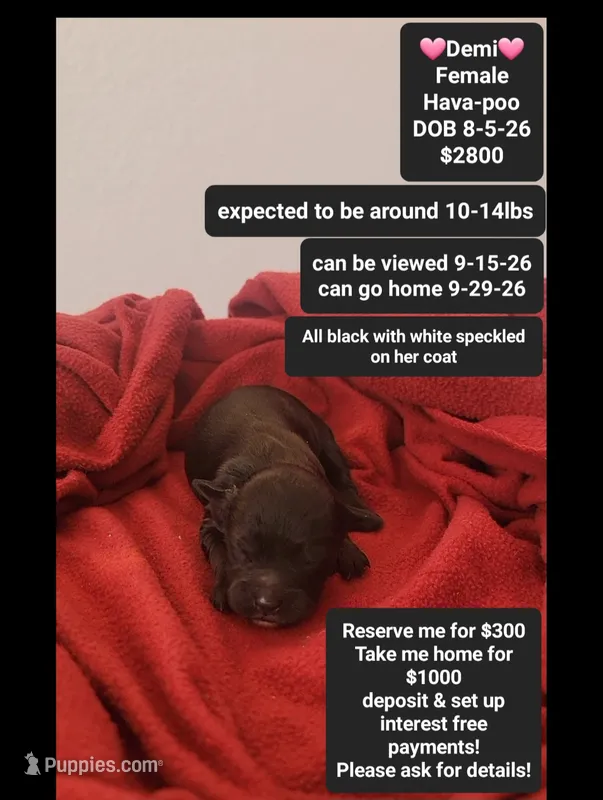 Demi – Havanese, Poodle - Toy  puppy for sale in Tucson, AZ