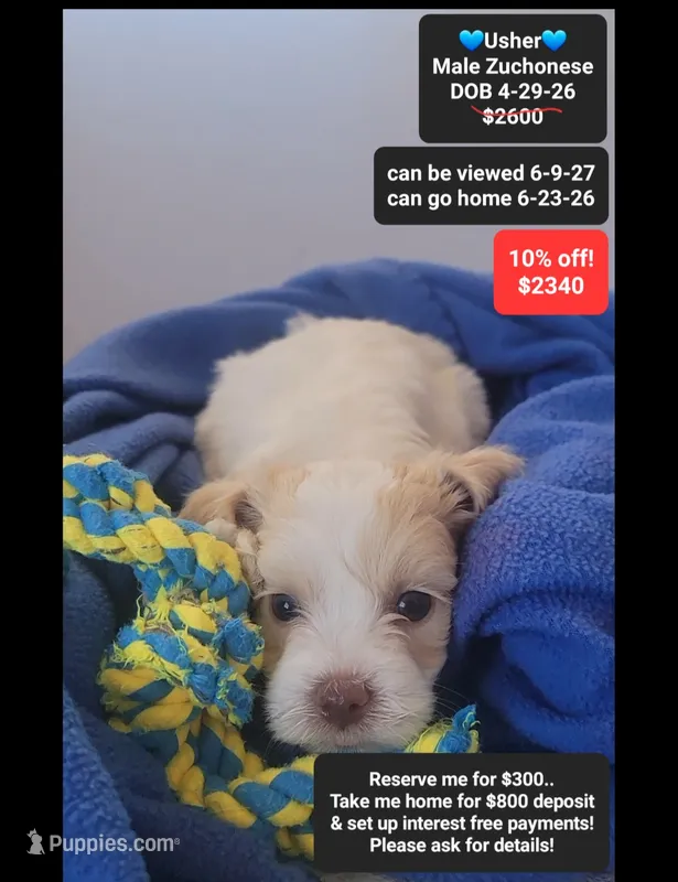 Usher – Havanese, Shichon puppy for sale in Tucson, AZ