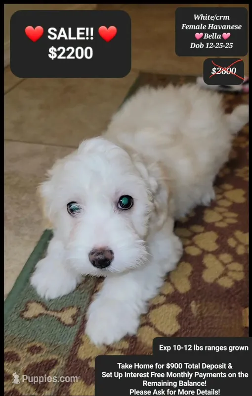 Bella – Havanese puppy for sale in Tucson, AZ
