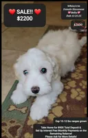 Bella, a female Havanese for sale in Tucson, AZ – Photo 1 of 2