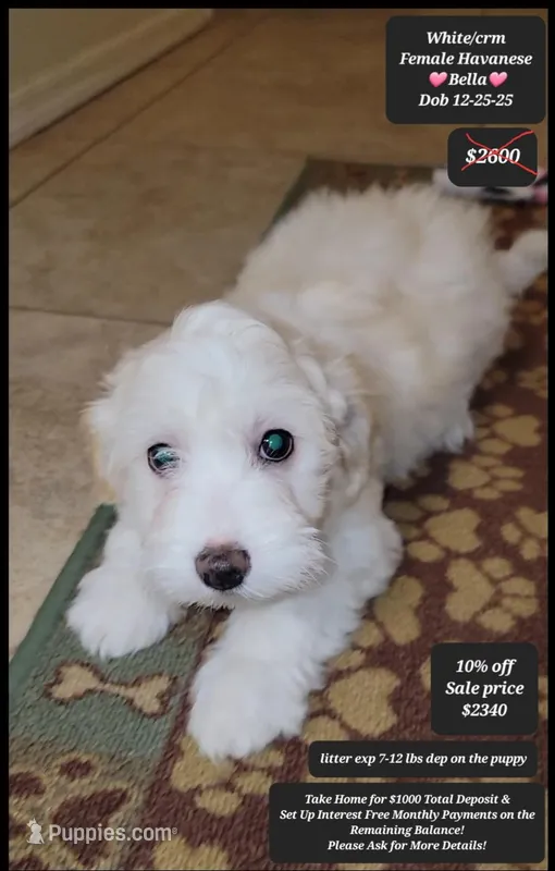 Bella – Havanese puppy for sale in Tucson, AZ