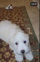 Bella, a female Havanese for sale in Tucson, AZ – Photo 2 of 2