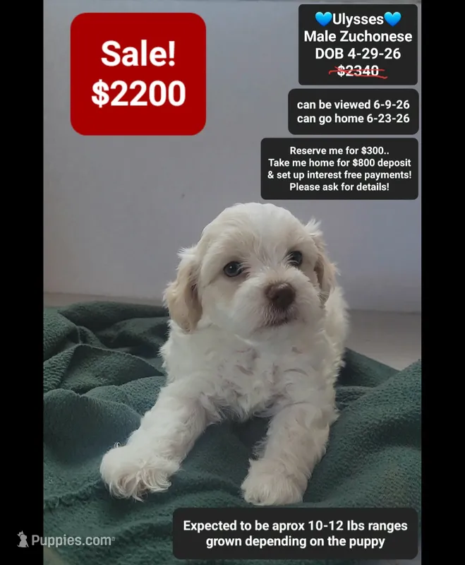 Ulysses – Havanese, Shichon puppy for sale in Tucson, AZ