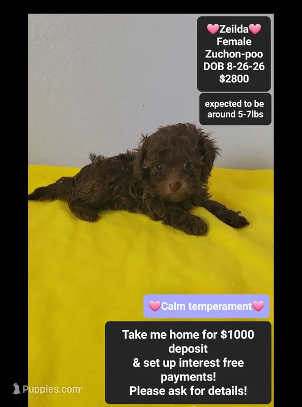 Zeilda*1000 take home – Poodle - Toy , Shichon puppy for sale in Tucson, AZ