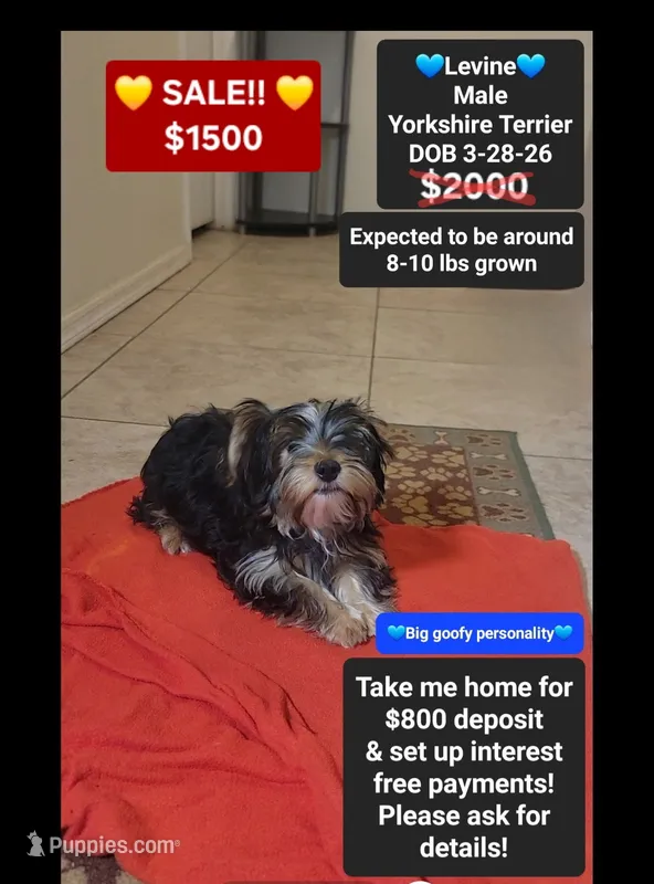 Levine*800 take home – Yorkshire Terrier puppy for sale in Tucson, AZ