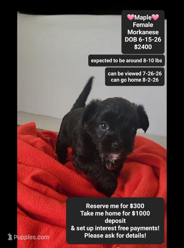 Maple*$1000 take home – Havanese, Morkie puppy for sale in Tucson, AZ