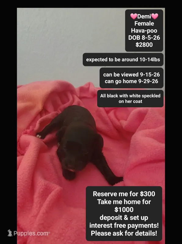 Demi – Havanese, Poodle - Toy  puppy for sale in Tucson, AZ