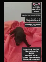 Demi*1000 take home, a female Havanese and Poodle - Toy  for sale in Tucson, AZ – 1 of 3