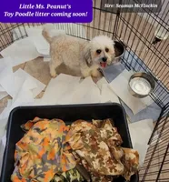 Choc & Merle Toy Poodles, a female Poodle - Toy  for sale in Tucson, AZ – Photo 2 of 3