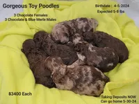 Choc & Merle Toy Poodles, a female Poodle - Toy  for sale in Tucson, AZ – Photo 1 of 3