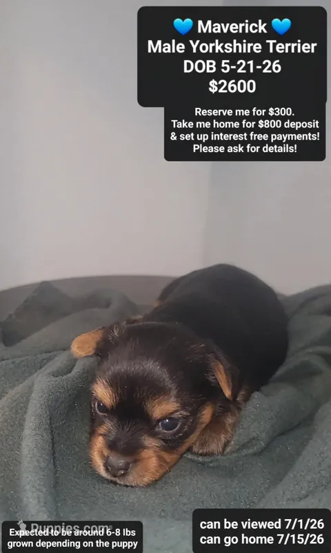 Maverick – Yorkshire Terrier puppy for sale in Tucson, AZ