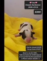 Una, a female Havanese and Shichon for sale in Tucson, AZ – 1 of 1