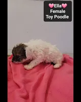 Ella*1000 take home, a female Poodle - Toy  for sale in Tucson, AZ – 3 of 3