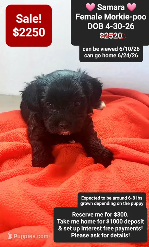 Samara – Poodle - Toy , Morkie puppy for sale in Tucson, AZ