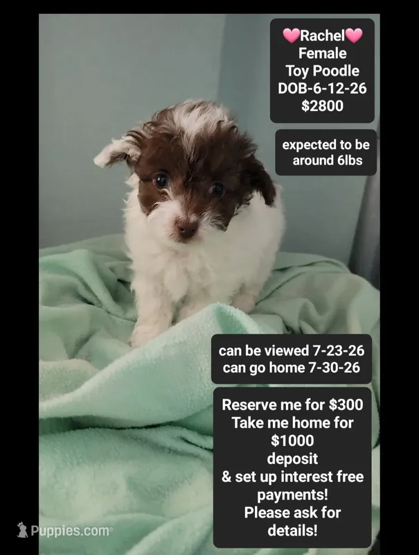 Rachel*$1000 take home – Poodle - Toy  puppy for sale in Tucson, AZ