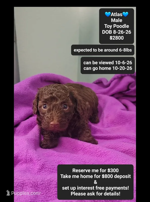 Atlas – Poodle - Toy  puppy for sale in Tucson, AZ