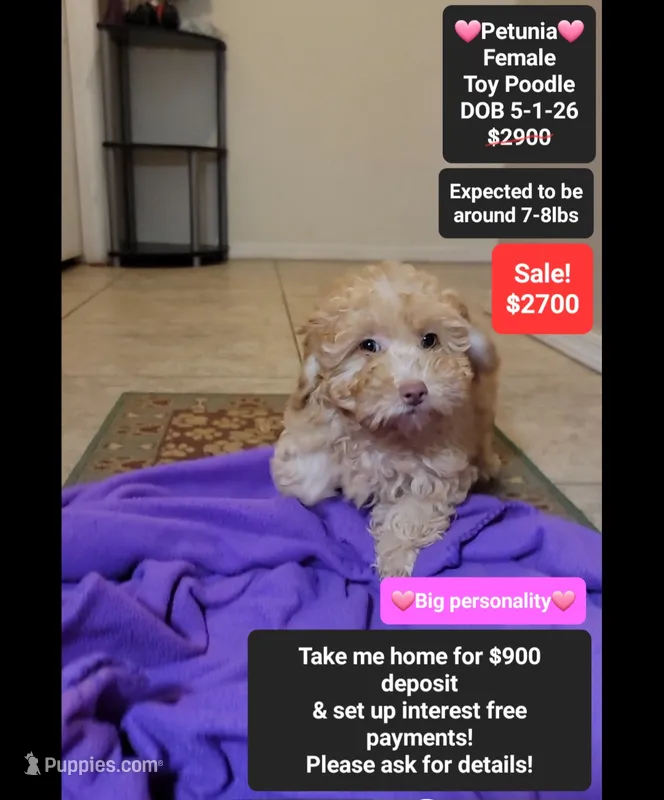 Petunia*900 take home – Poodle - Toy  puppy for sale in Tucson, AZ