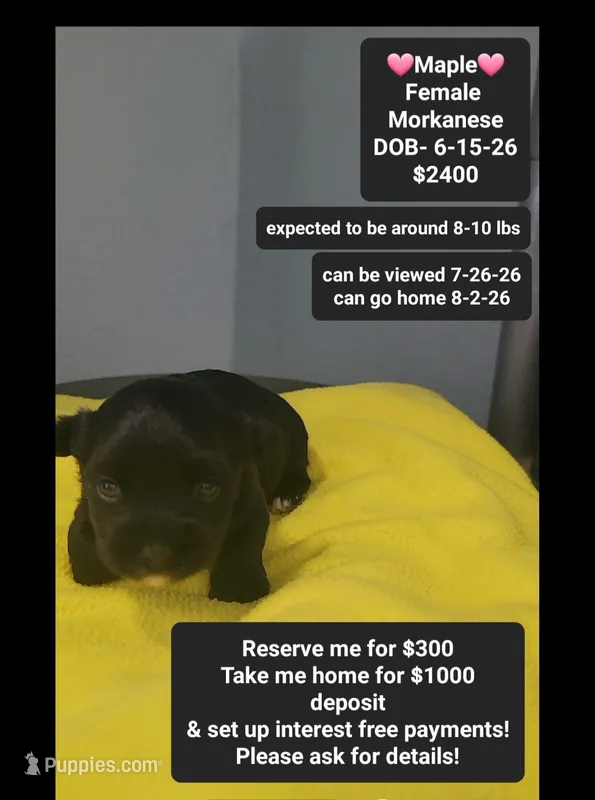 Maple*$1000 take home – Havanese, Morkie puppy for sale in Tucson, AZ
