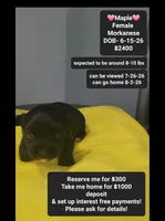 Maple*$1000 take home, a female Havanese and Morkie for sale in Tucson, AZ – 1 of 3