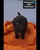 Pheonix*800 take home, a male Poodle - Toy  and Shichon for sale in Tucson, AZ – 3 of 3