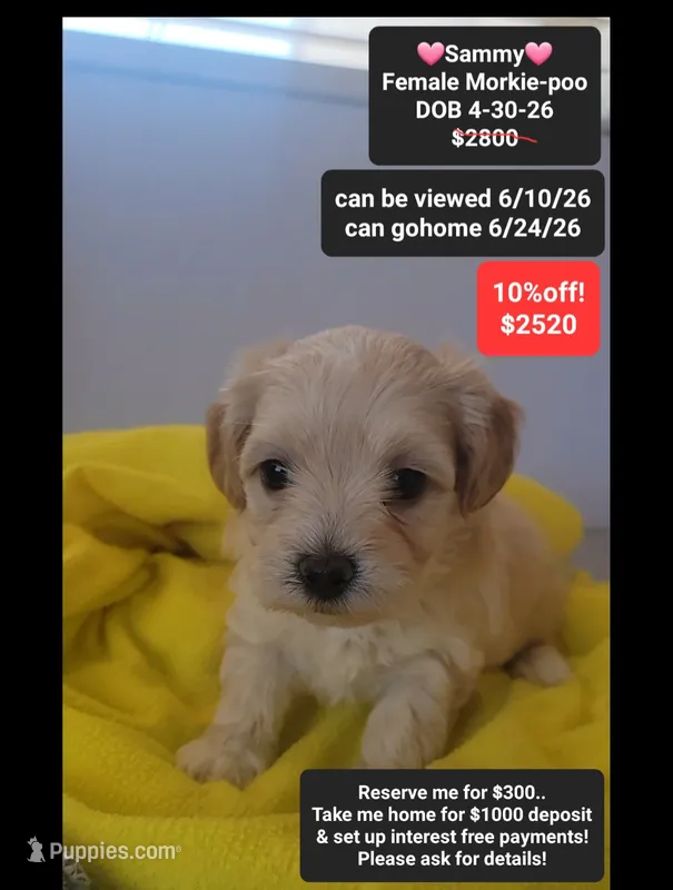 Sammy – Poodle - Toy , Morkie puppy for sale in Tucson, AZ