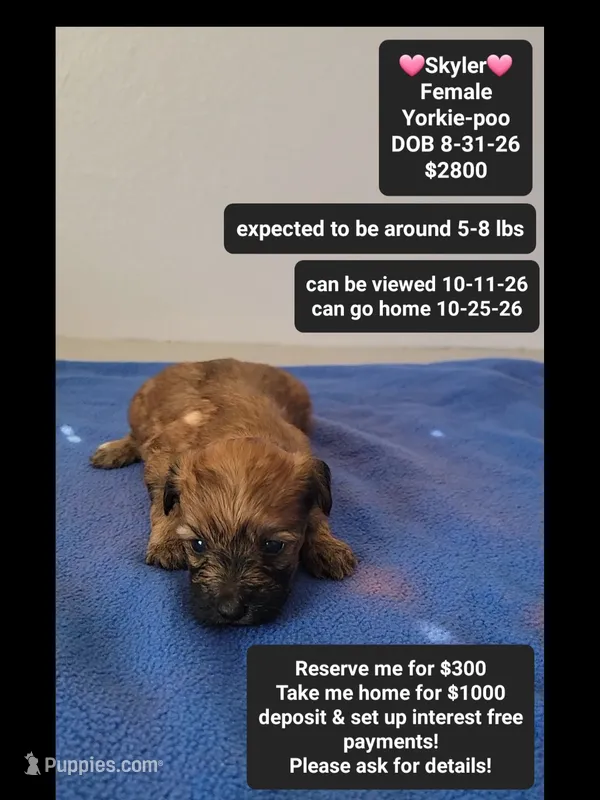 Skyler*1000 take home – Yorkshire Terrier, Poodle - Toy  puppy for sale in Tucson, AZ