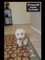 Petunia*900 take home, a female Poodle - Toy  for sale in Tucson, AZ – 3 of 3