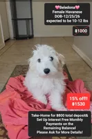 Beledona, a female Havanese for sale in Tucson, AZ – 1 of 3