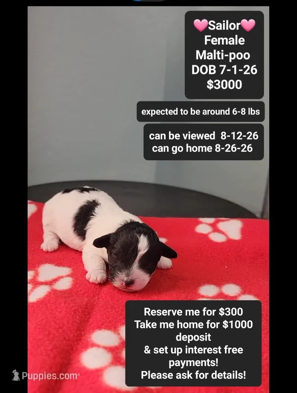 Sailor*1000 take home – Maltipoo puppy for sale in Tucson, AZ