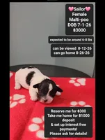 Sailor*1000 take home, a female Maltipoo for sale in Tucson, AZ – 1 of 3