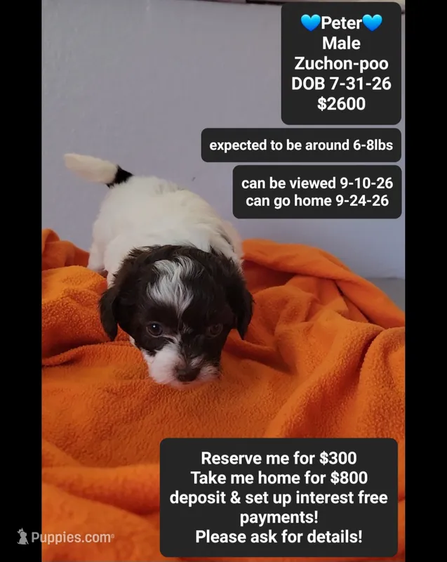Peter*800 take home – Poodle - Toy , Shichon puppy for sale in Tucson, AZ