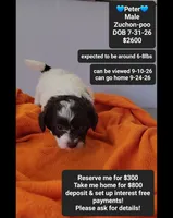 Peter*800 take home, a male Poodle - Toy  and Shichon for sale in Tucson, AZ – 1 of 3
