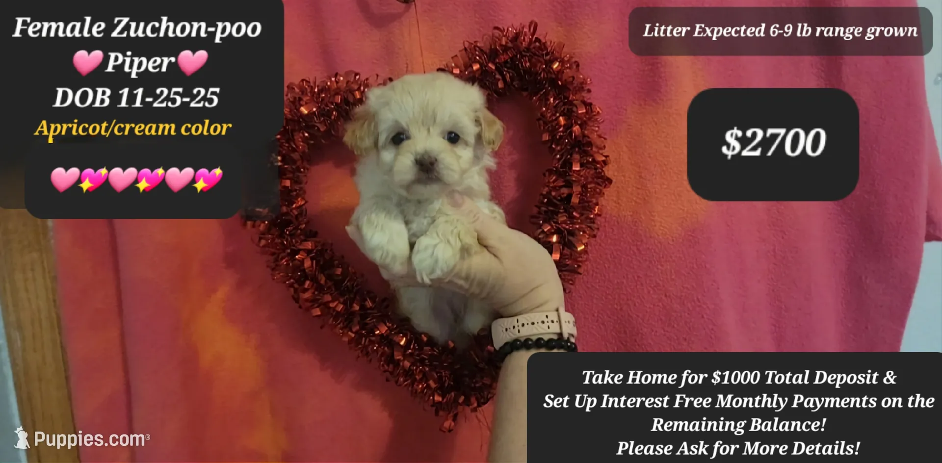 PIPER♡$1000 to take her home!