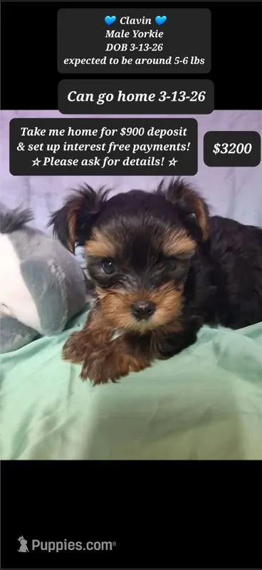 Calvin – Yorkshire Terrier puppy for sale in Tucson, AZ